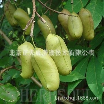 加纳籽澄清剂