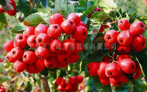 山楂酒澄清剂
